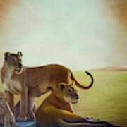Desert Lions 2 #1 Art Print