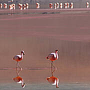 Flamingo At Laguna Colorada #1 Art Print