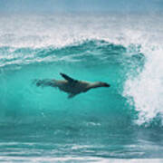 Galapagos Sea Lion Surfing #1 Art Print
