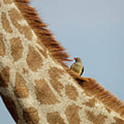 Giraffe And Red-billed Oxpecker #1 Art Print