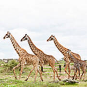 Giraffes Are Running #1 Art Print