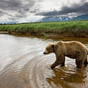 Grizzly Bear, Katmai National Park #1 Art Print