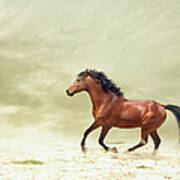 Horse Galloping #1 Art Print