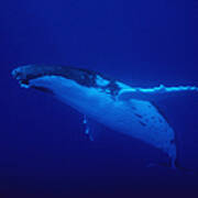 Humpback Whale, Megaptera Novaeangliae #1 Art Print