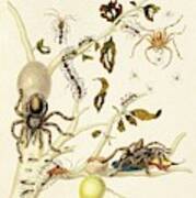 Insects Of Surinam #1 Art Print