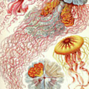 Jelly Fish #1 Art Print