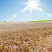 Landscape With Wheat Field In Summer #1 Art Print