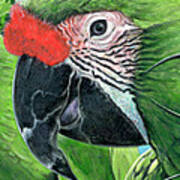 Military Macaws #1 Art Print