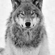 Monotone Timber Wolf #1 Art Print