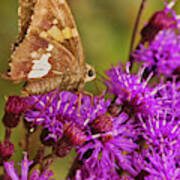 Moth On Purple Flowers #1 Art Print