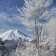 Mt. Fuji And Frost-covered Trees #1 Art Print