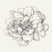 Pen And Ink Florals Iv #1 Art Print