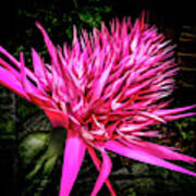 Pink Princess Bromeliad #1 Art Print