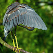 Preening Reddish Heron #1 Art Print