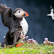 Puffin Flapping Wings #1 Art Print