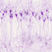 Pyramidal Neurons In The Cerebral Cortex #1 Art Print