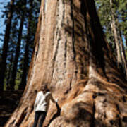 Rear View Of Woman Standing By Huge Tree Trunk At Sequoia National Park #1 Art Print