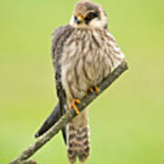 Red-footed Falcon #1 Art Print