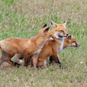 Red Fox Vixen And Her Kits #1 Art Print