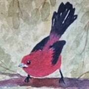 Scarlet Tanager #1 Art Print