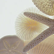 Seashells And Starfish #1 Art Print