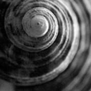 Shell, Close-up B&w #1 Art Print