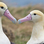 Short-tailed Albatross Nesting Pair #1 Art Print