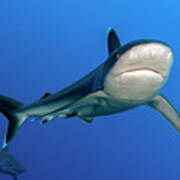 Silvertip Shark Carcharhinus #1 Art Print