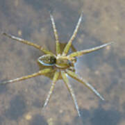 Six-spotted Fishing Spider #1 Art Print