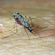 South American Malaria Vector Mosquito #1 Art Print