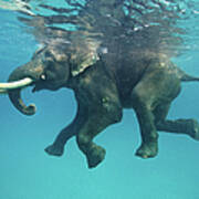 Swimming Elephant Art Print