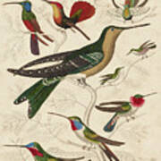 Trochilus, Hummingbirds #1 Art Print