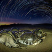 Volcan Alcedo Tortoises And Star Trails Art Print