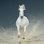 White Horse Galloping #1 Art Print