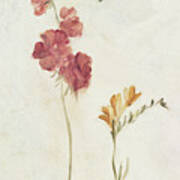 Wild Wallflowers Ii #1 Art Print
