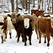 Winter Livestock Cattle Series #1 Art Print
