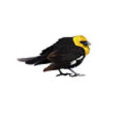 Yellow Headed Blackbird   #1 Art Print