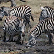 Zebra Herd At Mudhole #1 Art Print