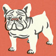Bulldog #11 Art Print