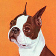 Boston Terrier #12 Art Print