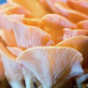 Pink Oyster Mushrooms #15 Art Print
