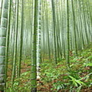 Bamboo Forest #2 Art Print