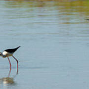 Black-winged Stilt Himantopus Himantopus #2 Art Print