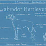 Blueprint Labrador Retriever #2 Art Print