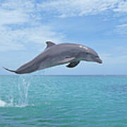 Bottlenose Dolphin Jumping #2 Art Print