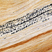 Bristlecone Pine Texture #2 Art Print