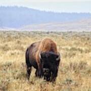 Buffalo At Yellowstone National Park #2 Art Print