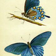 Butterflies - Papilio Philenor Art Print