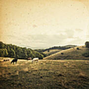 Cattle Grazing In A Small Valley #2 Art Print