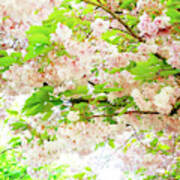 Cherry Tree Blossom #3 Art Print